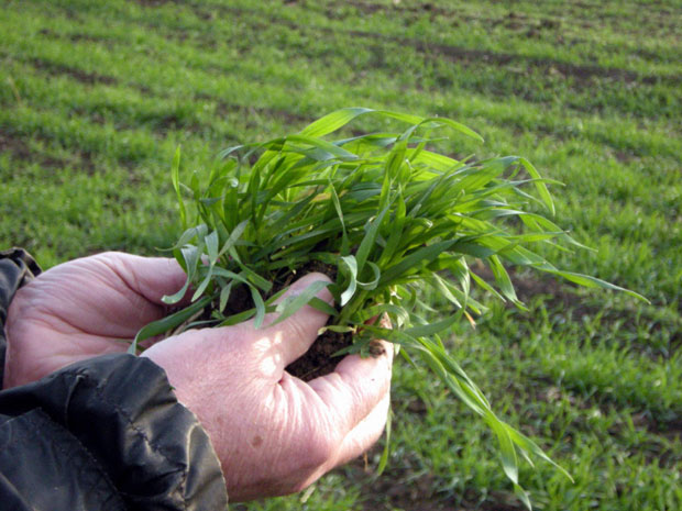 Жита довољно и за комшије