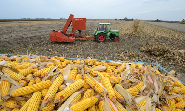 ЊИВЕ ТРАЖЕ ПАМЕТ И УЛАГАЊА: Стручнa помоћ пољопривредницима у коришћењу подстицајних домаћих и ЕУ фондова