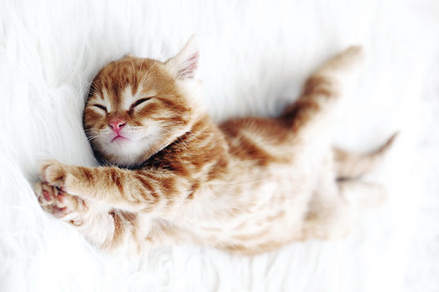 И мачке сањају!