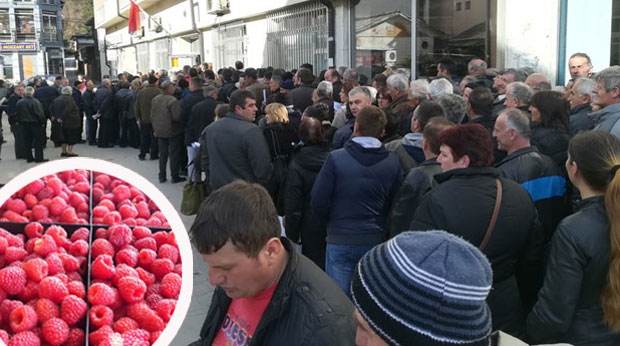 Малинари пријављују штету, а страхују од преваре