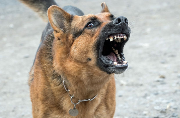 ТВРДИ ДА СУ МУ МЕТА БИЛИ ПСИ: Одређен му притвор због сумње да је пуцао на аутомобиле у покрету (ФОТО)