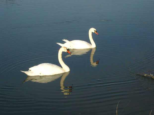 ПРИРОДА ПОБЕДИЛА ЗЛОЧИН: Јегричком опет плива пар лабудова