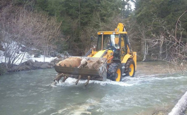Бјелопољци однели цркнуте краве