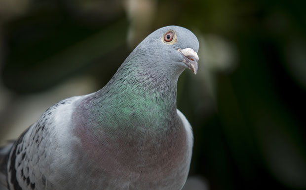 ПАНИКА У ОСИЈЕКУ: Мртви голубови падају по улици! (ВИДЕО)