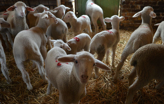 Албанија почиње извоз оваца и коза у Србију