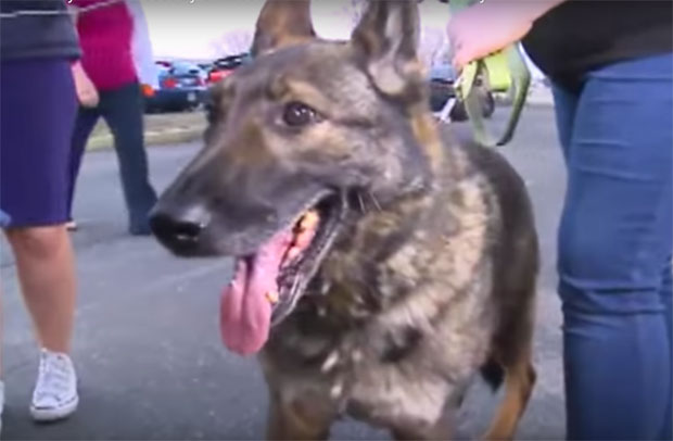 Пас који је погрешним авионом послат у Јапан враћен у САД (ВИДЕО)