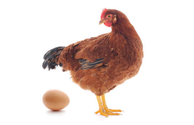 РЕШЕНА НАЈВЕЋА ДИЛЕМА: Научници коначно открили: Шта је старије — кокошка или јаје?