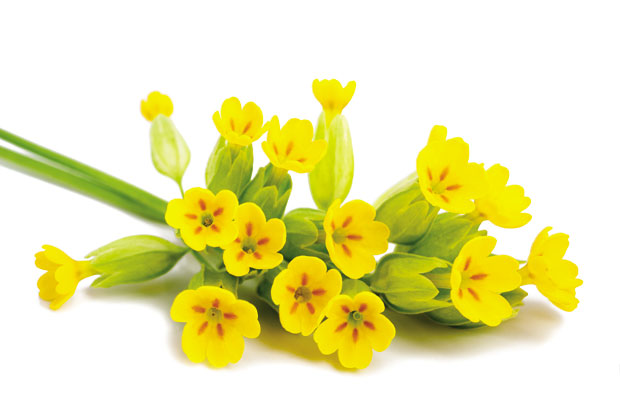 Јагорчевином против несанице