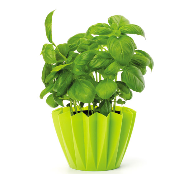 Здравље долази из саксије