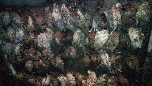 Ченеј: Удављено више од сто фазана