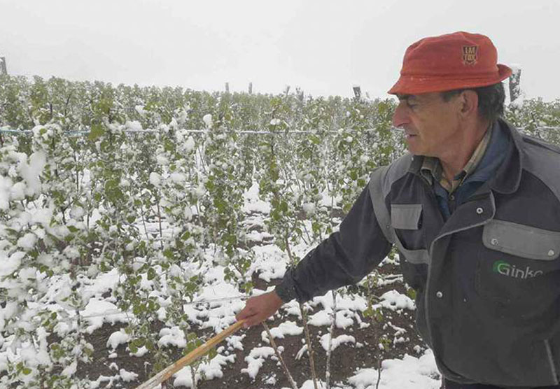 Минус већ заледио род кајсија у Србији