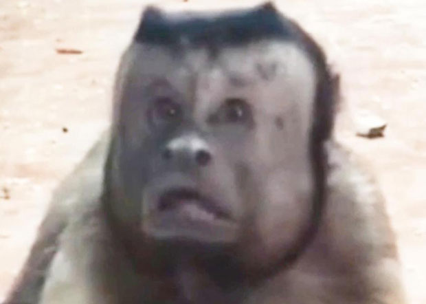 ПОГЛЕДАЈТЕ: Мајмун „са људским лицем” хит на друштвеним мрежама (ВИДЕО)