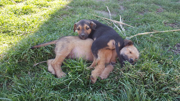 ЗБРИЊАВАЊЕ ЛУТАЛИЦА: Брижит Бардо помаже БАК