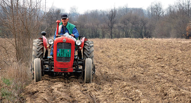 Крушке за зараду и – ракију