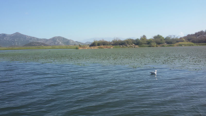 Од поплава угинули коњи у Националном парку Скадарско језеро
