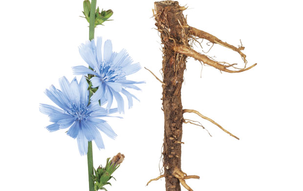 Цикорија отклања болове у стомаку