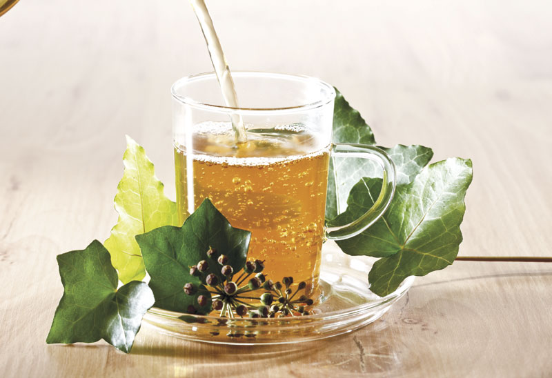 Бршљан против бактерија и гљивица