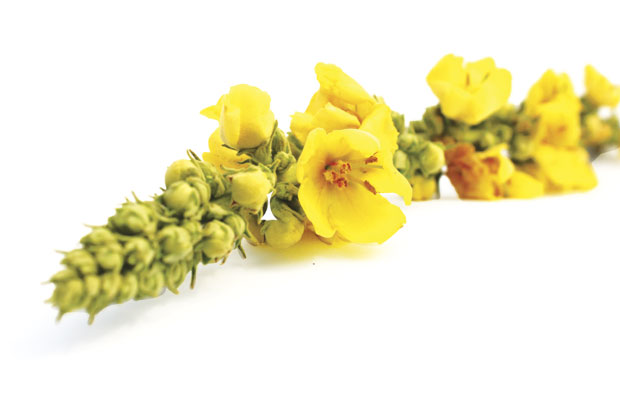 Дивизма јача слух, помаже код реуматизма