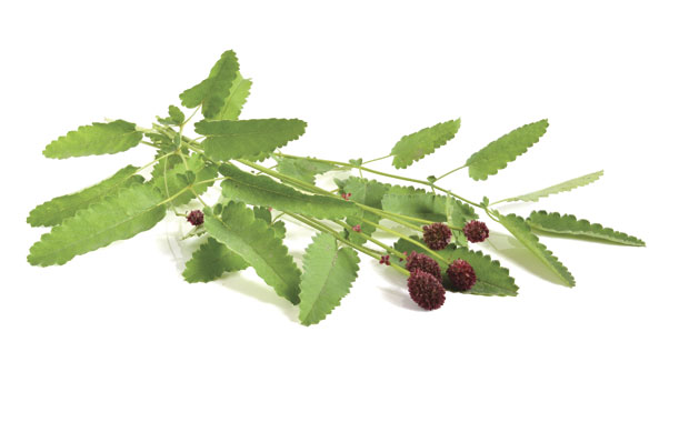 Крвара (јарчија трава) зауставља обилна крварења