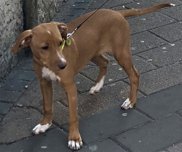 Нестао пас на Калемегдану, налазачу следи награда