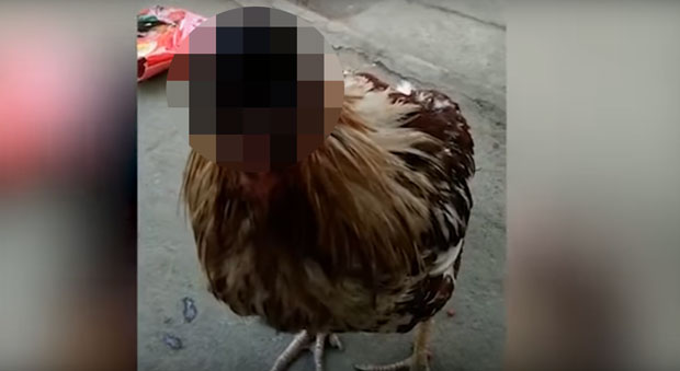 ЧУДО НА ТАЈЛАНДУ: Кокошка хода без главе више од недељу дана, задивила монахе (УЗНЕМИРУЈУЋИ ВИДЕО)