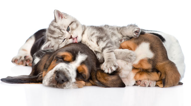 Пас или мачка? Шта одговор на то питање говори о вама