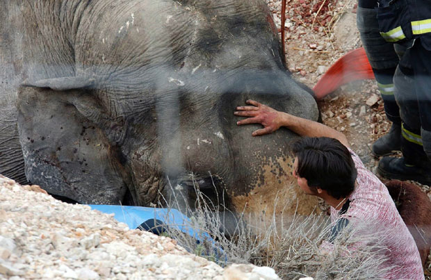 Слон погинуо у удесу циркуског камиона (ФОТО / ВИДЕО)