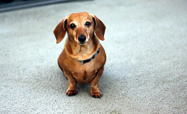 Немачка: Отворен музеј јазавичара у граду Пасау (ВИДЕО/ФОТО)