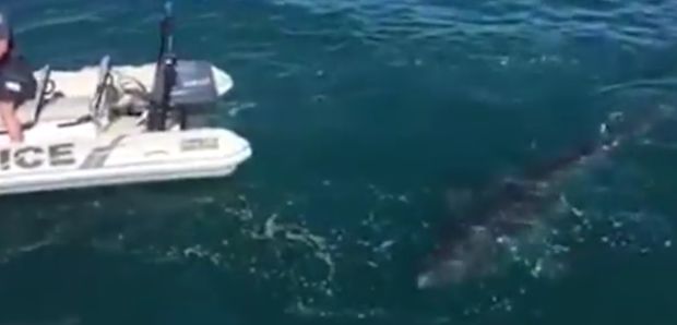 Блиски сусрет полиције са великом белом ајкулом (ВИДЕО)