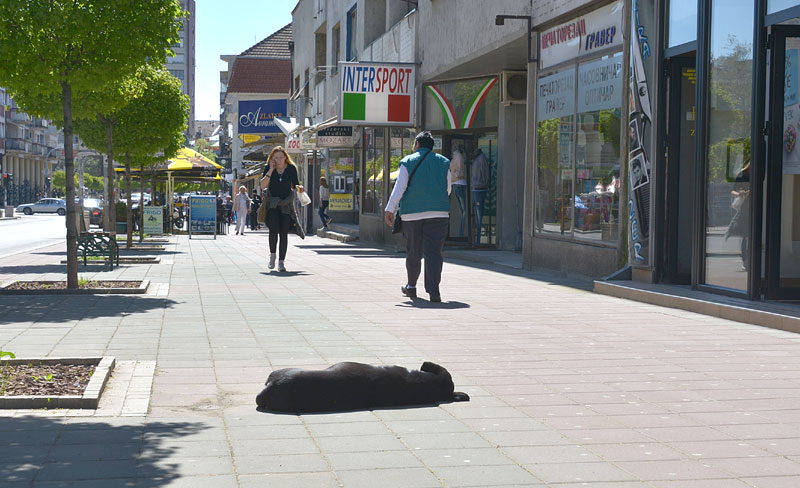 Кривичне пријаве за убијање паса!