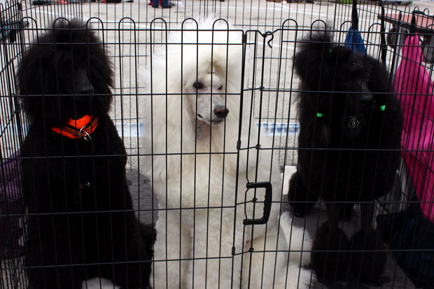 На изложби у Јагодини 850 паса свих раса (ФОТО)