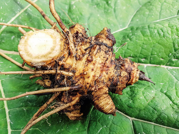 Велики подбел против повишене температуре