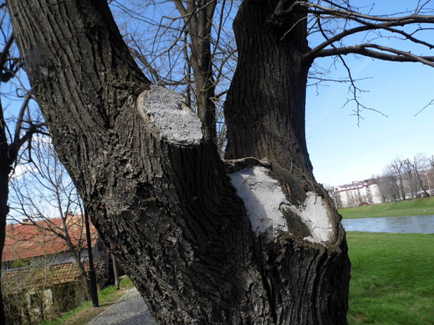 НЕСВАКИДАШЊА САНАЦИЈА ДРВОРЕДА У ПИРОТУ: Цементом 
лече липе