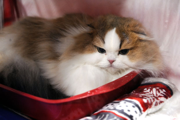 Удомите мацу на Мрњау викенду, 15. априла у Дому омладине!