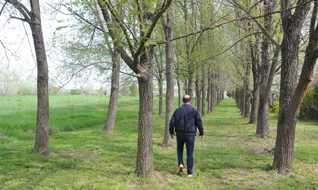 Раскошан дрворед и травњак на удару урбаниста
