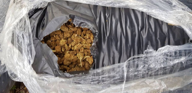 У Црној Гори заплењено 100 килограма сканка (ФОТО)