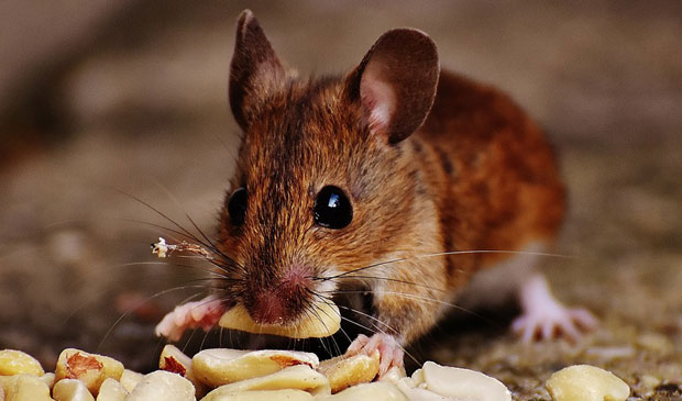 НЕВЕРОВАТНО ОПРАВДАЊЕ ПОЛИЦИЈЕ: Дрогу из складишта појели мишеви