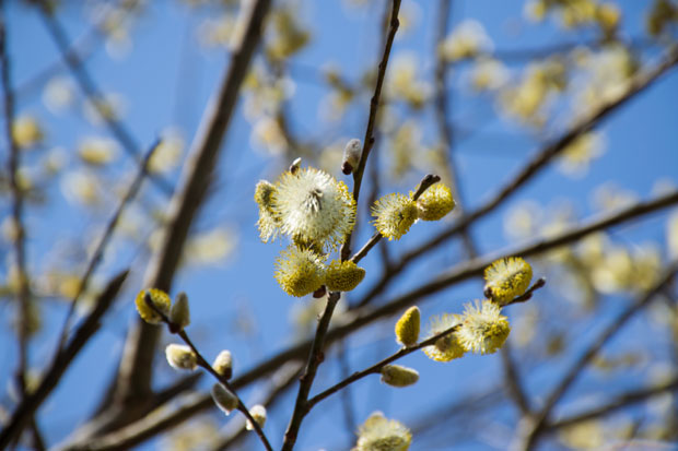 Бела врба против артритиса
