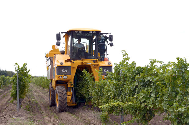 Чокоту стара слава
