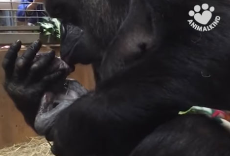 Мама горила љуби своју тек рођену бебу (ВИДЕО)