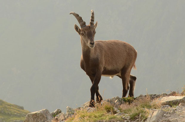 Мојковац: Криволовци одстрелили дивојарца