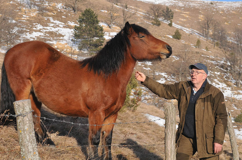 Питоми коњи терају дивље