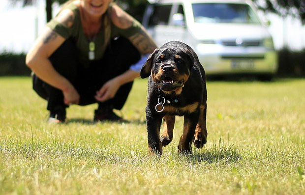 ИНЦИДЕНТ У ВАЉЕВУ: Ротвајлер угризао дечака за груди