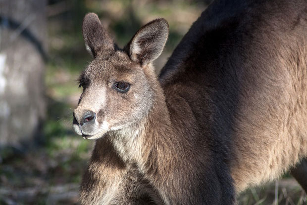 Каменовали кенгура на смрт да би видели како скаче