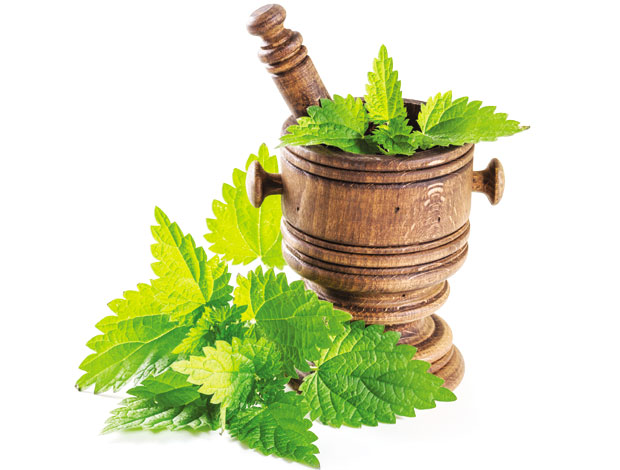 Младим изданцима коприве против малокрвности