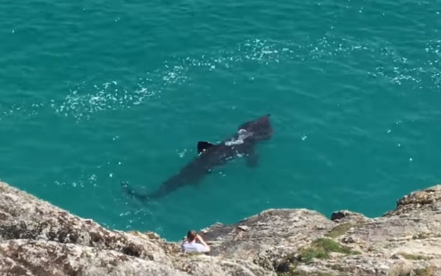 Гигантска ајкула уочена како плива недалеко од кајакаша (ВИДЕО)