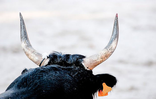 Бик побегао из штале и у граду повредио неколико људи