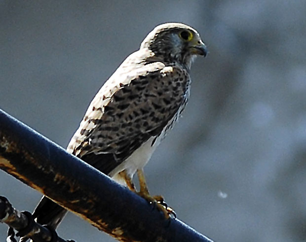 НЕЗВАНА ГОШЋА: Ветрушка наша нова комшиница