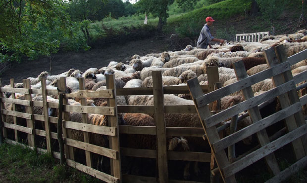 Пирот: Нема јагњетине