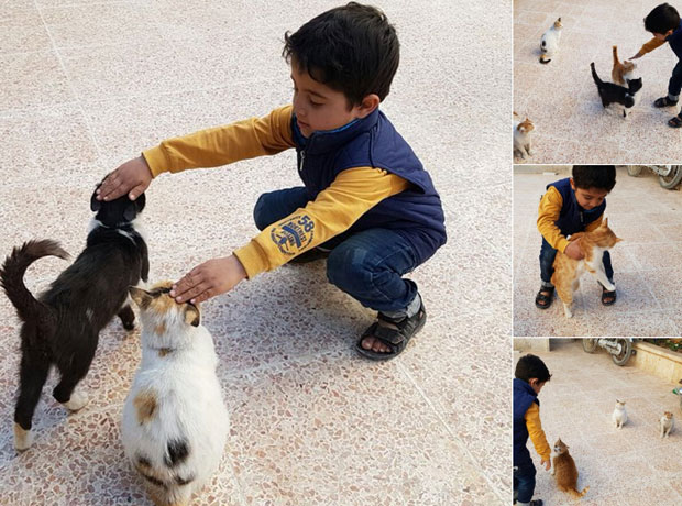 НЕСАЛОМИВИ ДУХ СИРИЈАЦА: Док падају бомбе они брину и о уличним мачкама (ФОТО)